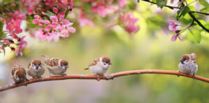 Birds in spring on a branch