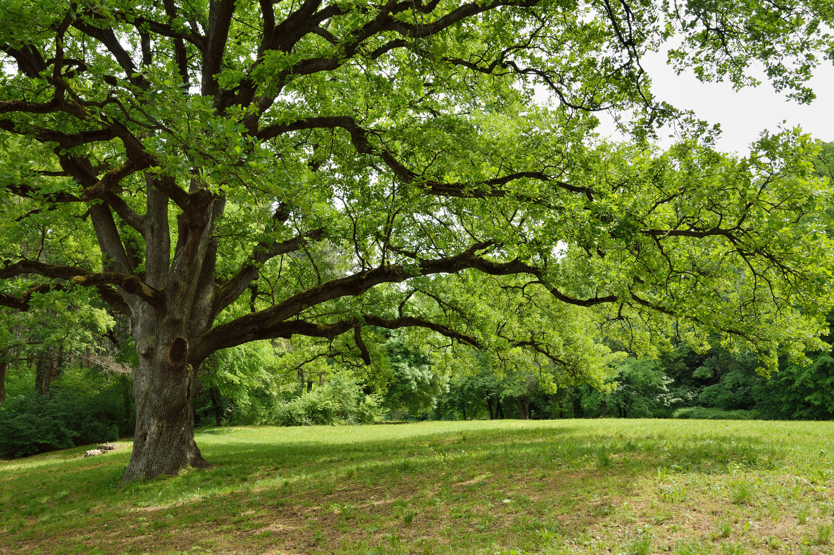 Oak tree in park