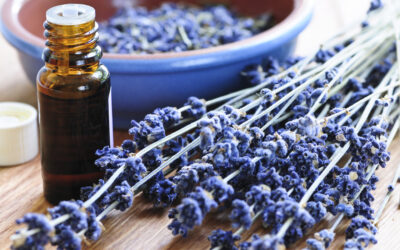 Lavender Essential Oil ~ Benefits & Uses