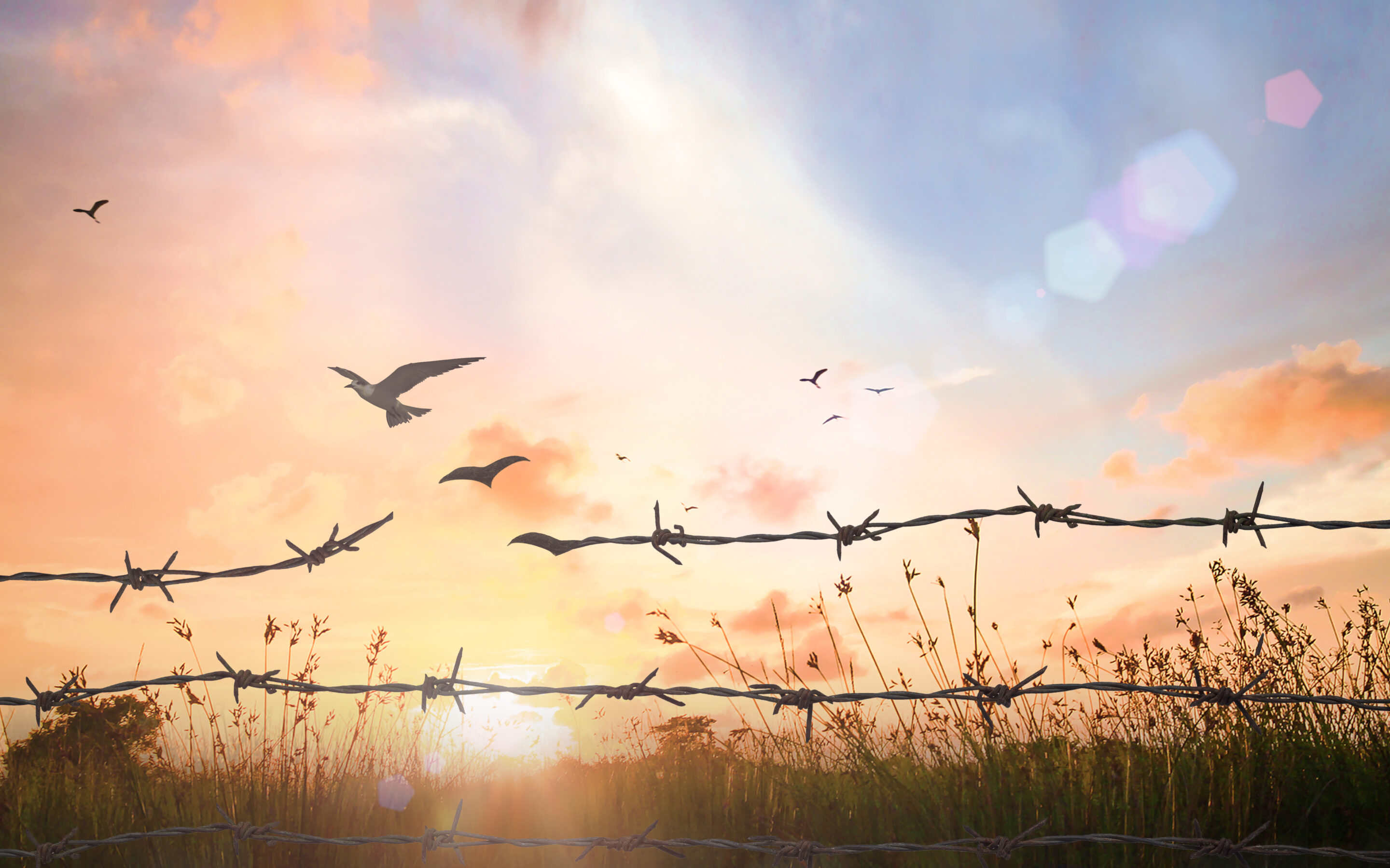 Birds flying through break in fence depicting freedom from forgiving self